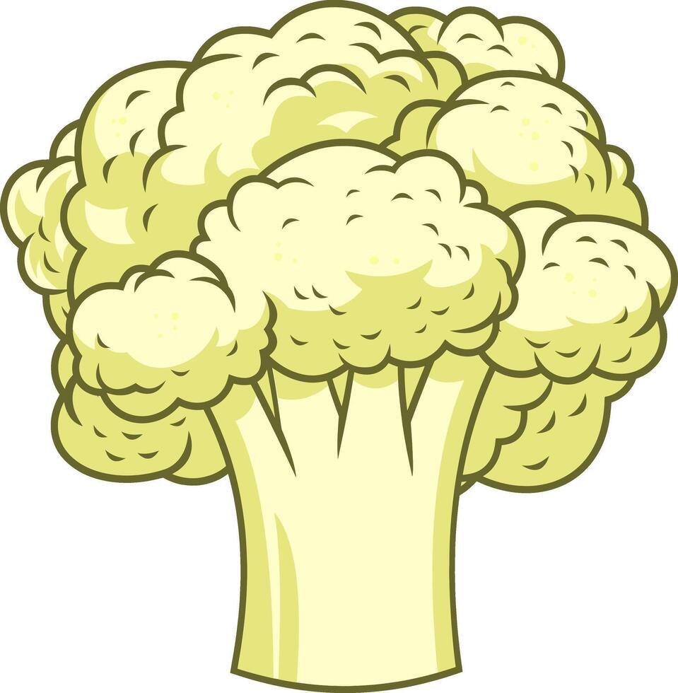 Cartoon Fresh White Cauliflower. Vector Hand Drawn Illustration