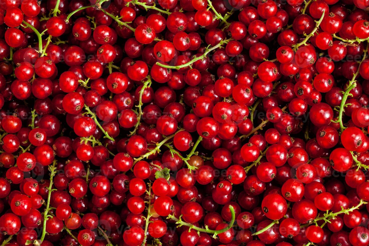 Redcurrant close up photo