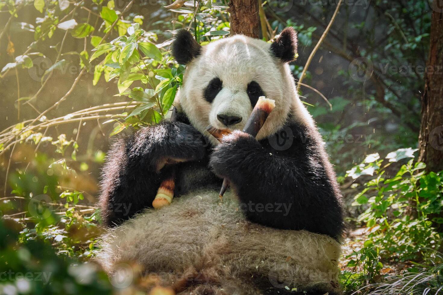 Giant panda bear in China photo