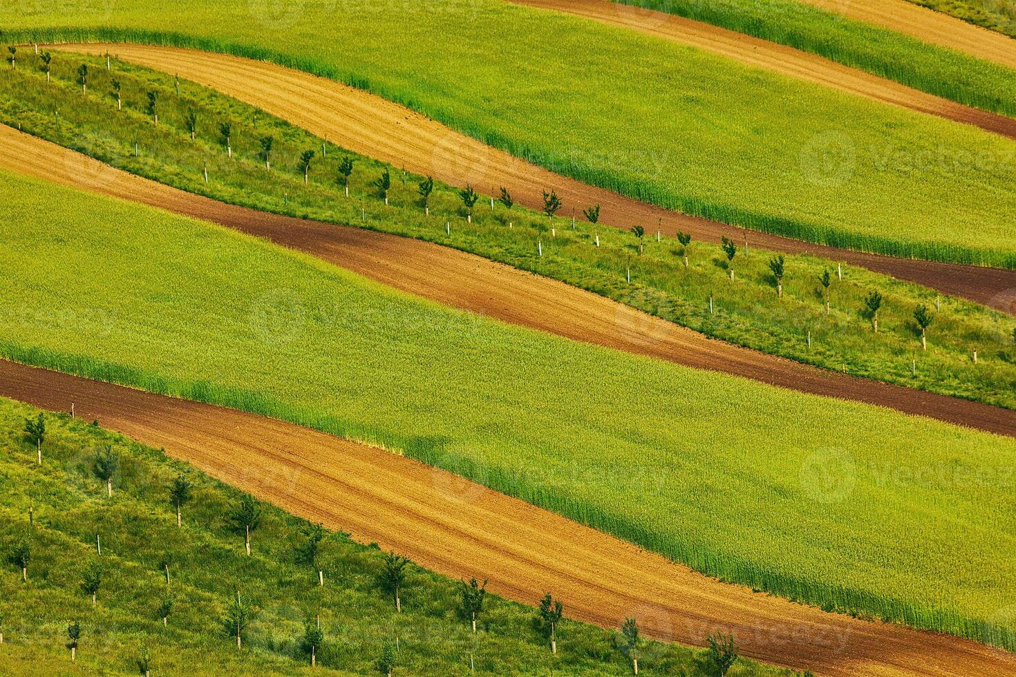 Striped fields of South Moravia photo