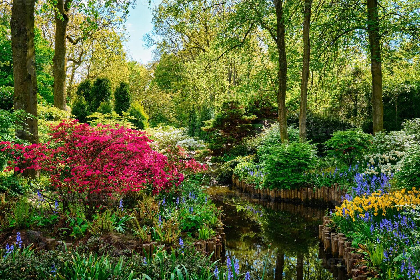 Keukenhof flower garden. Lisse, the Netherlands. photo