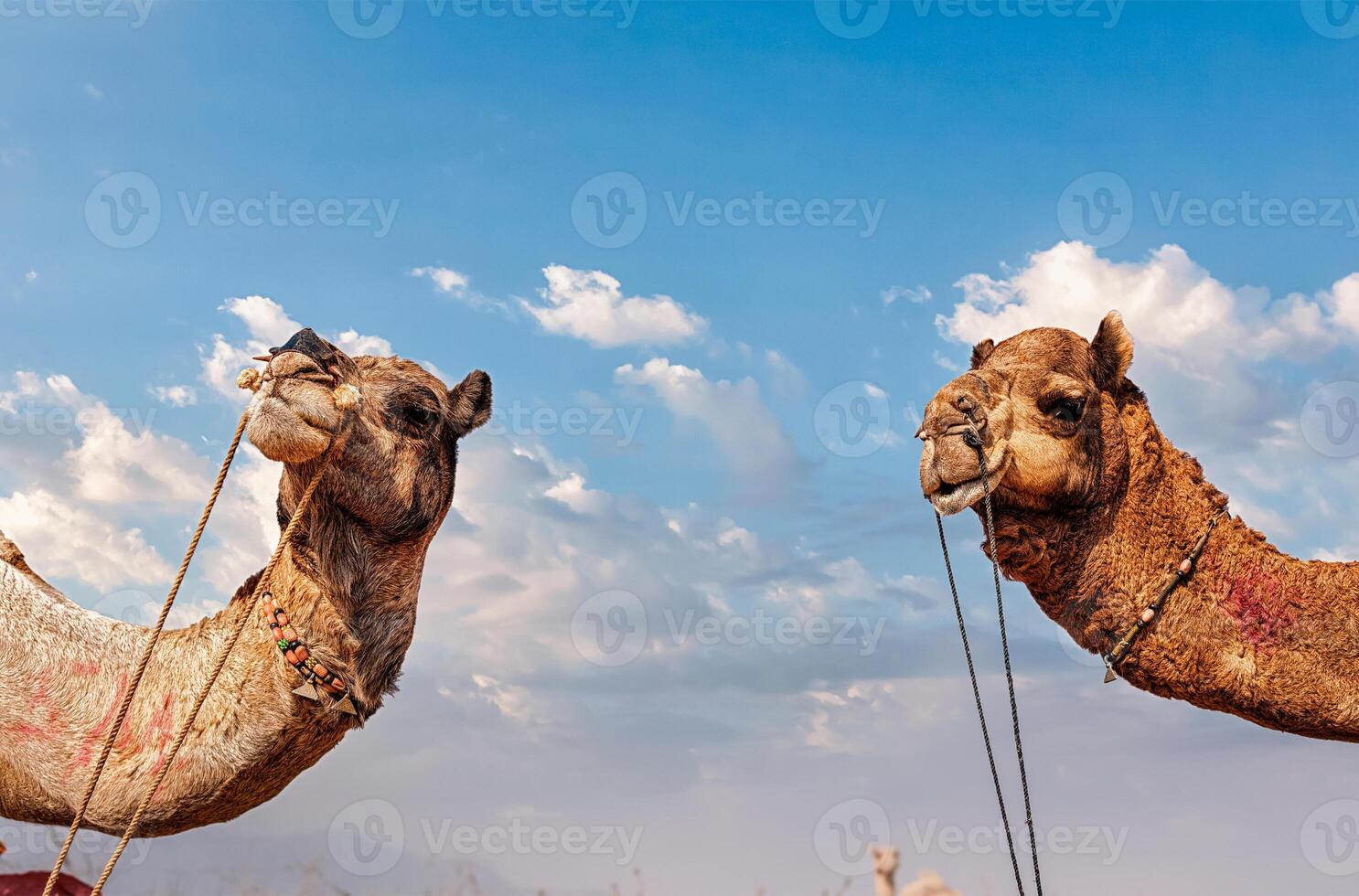 Camels in India photo