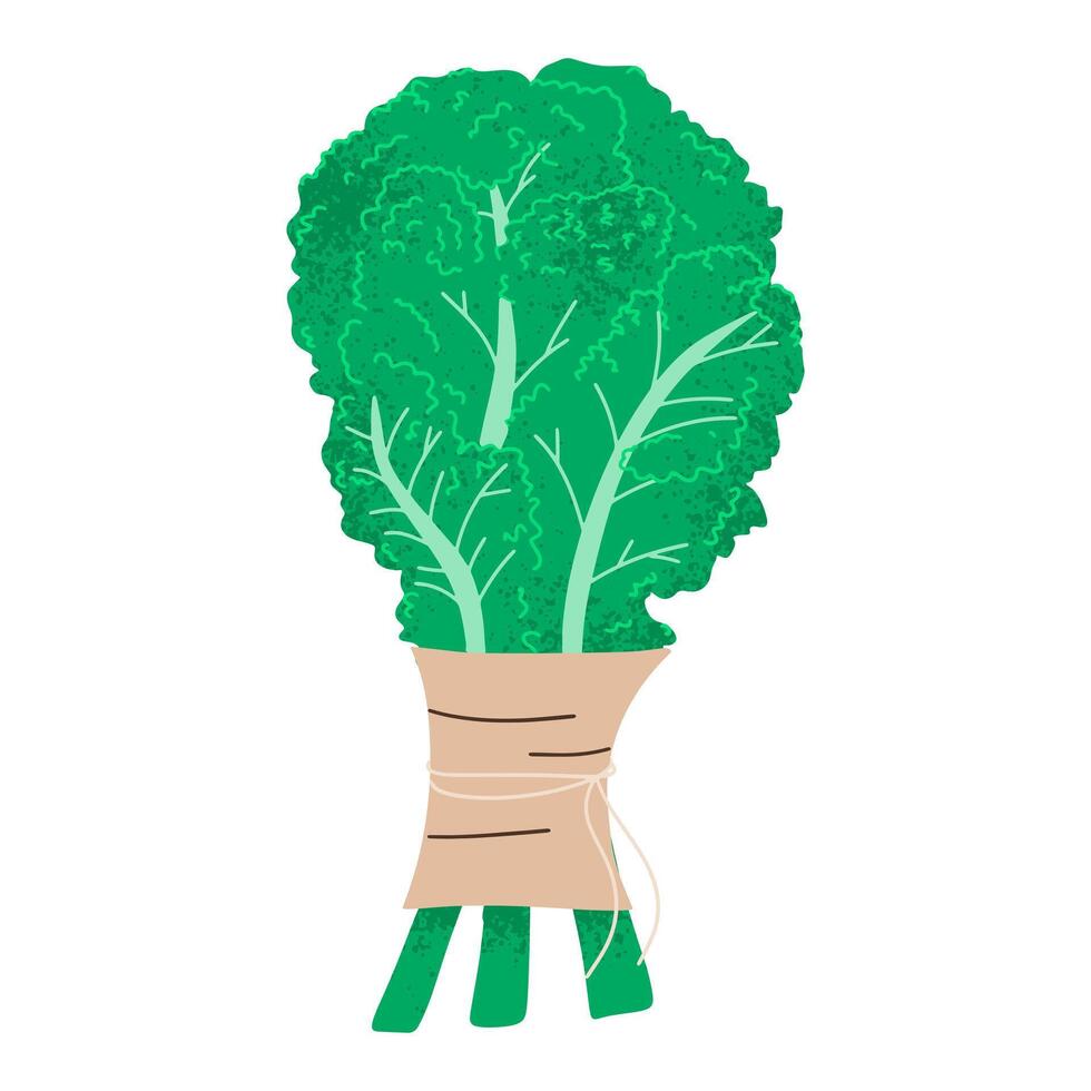 Kale cabbage flat design. Vector illustration.