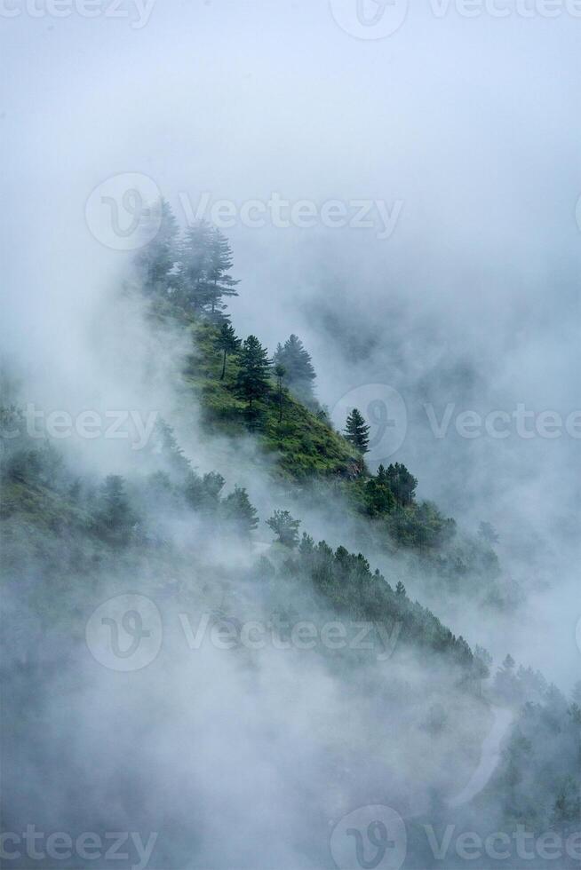 Trees in clouds photo