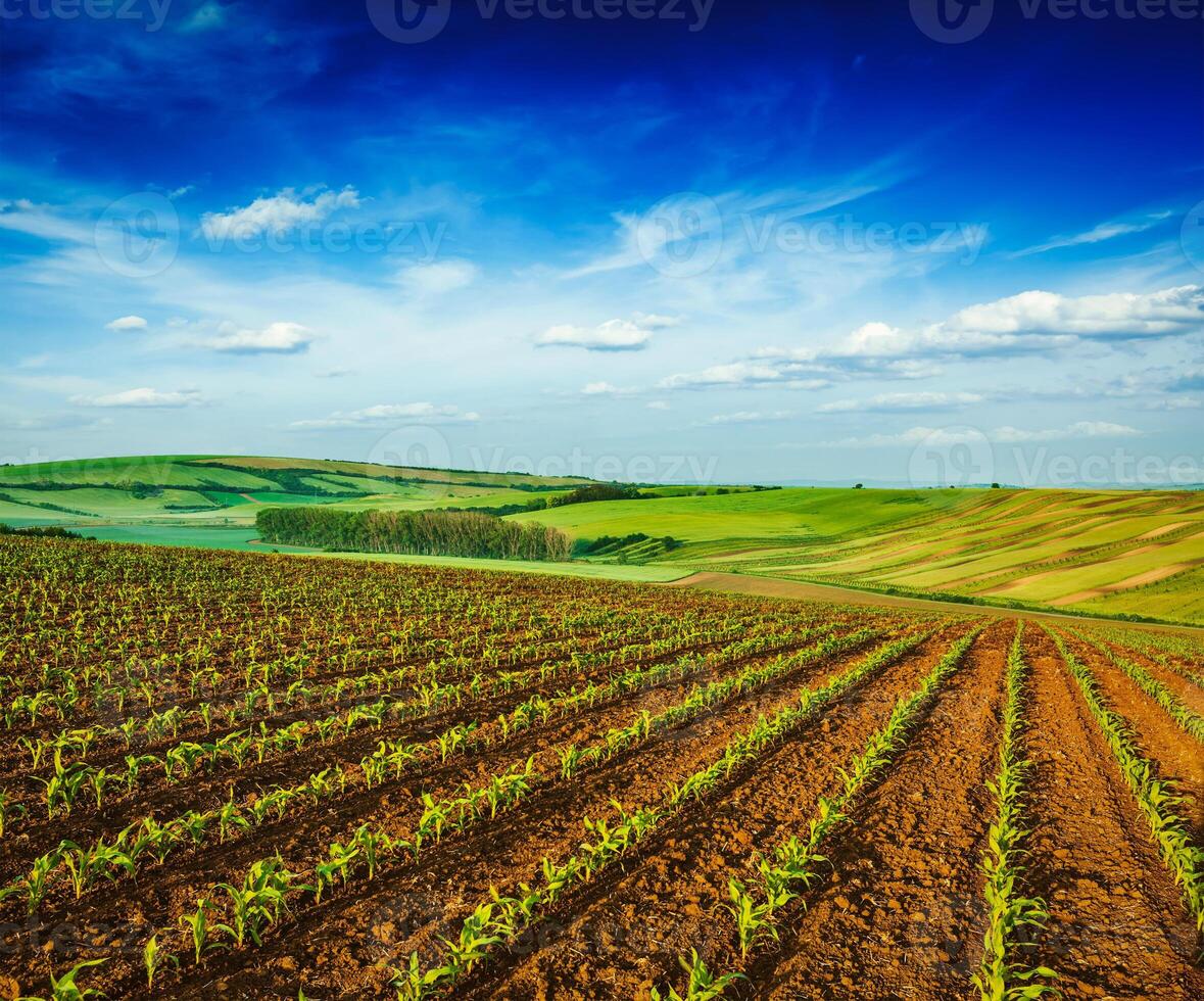 laminación campos de moravia foto