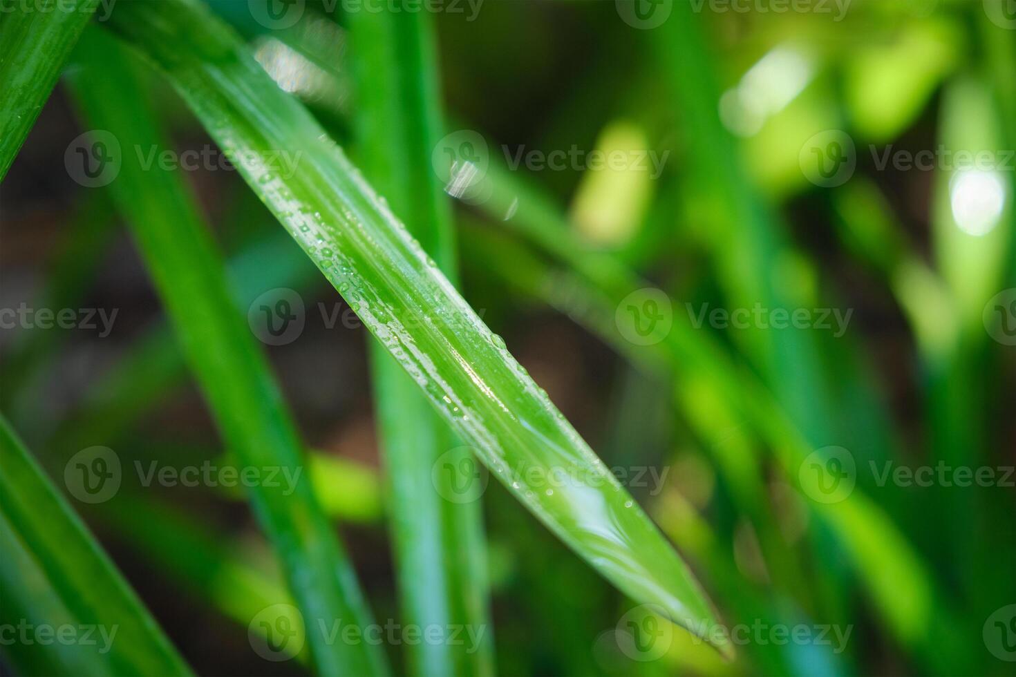 Lush green grass leaves with drops of water dew droplets in the wind in morning photo