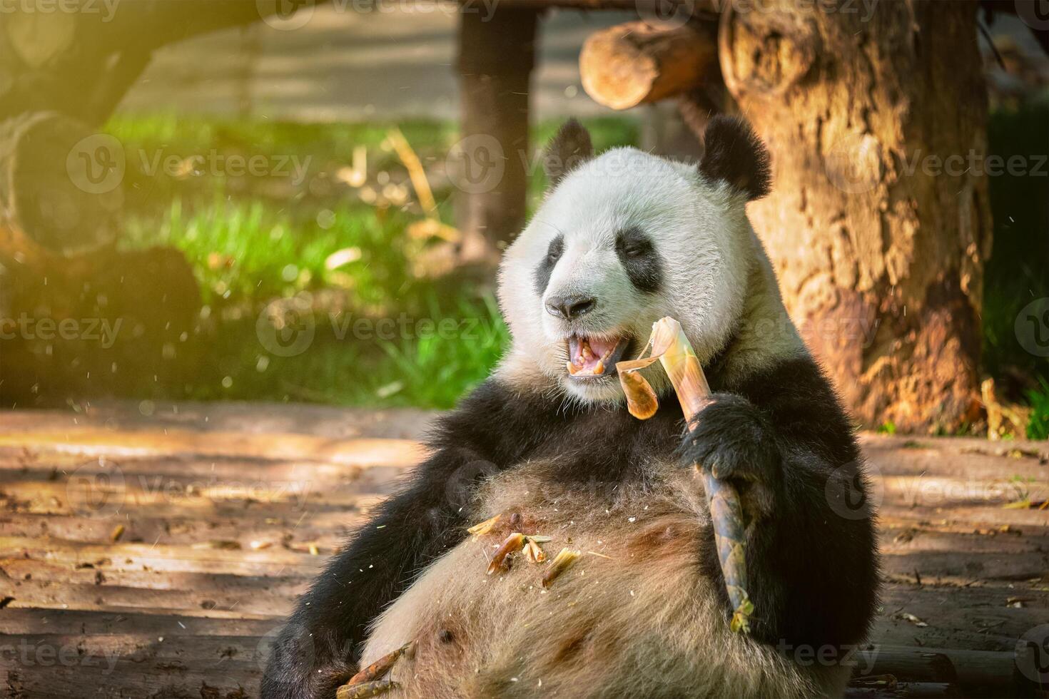 Giant panda bear in China photo