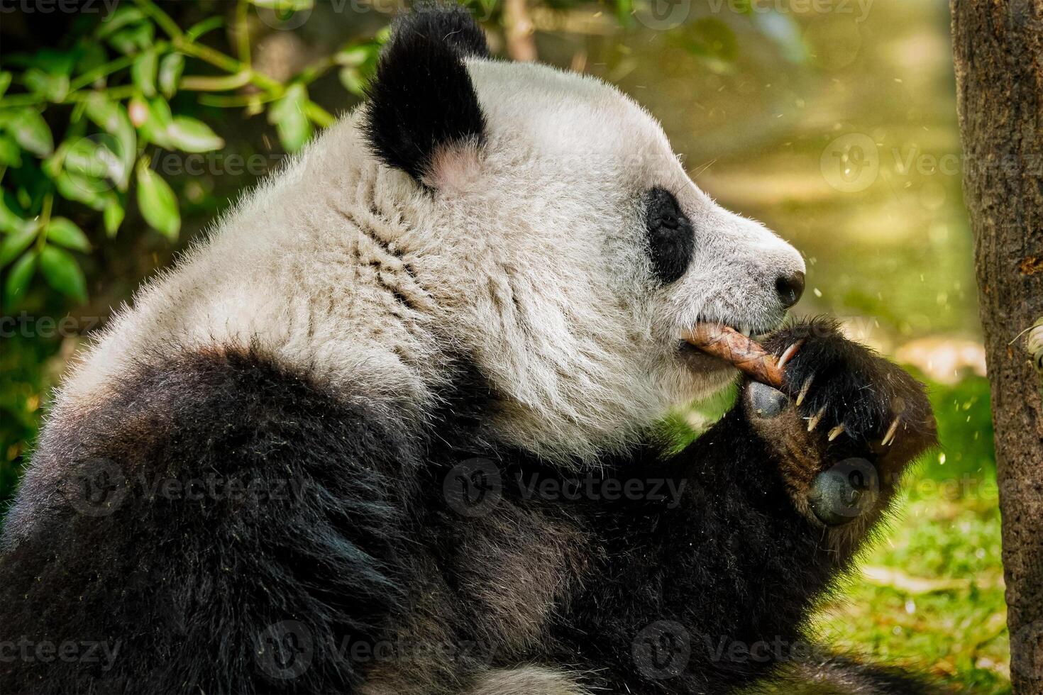 Giant panda bear in China photo