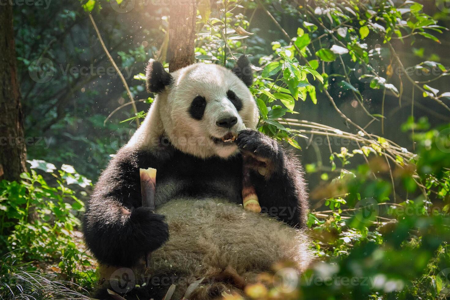 gigante panda oso en China foto