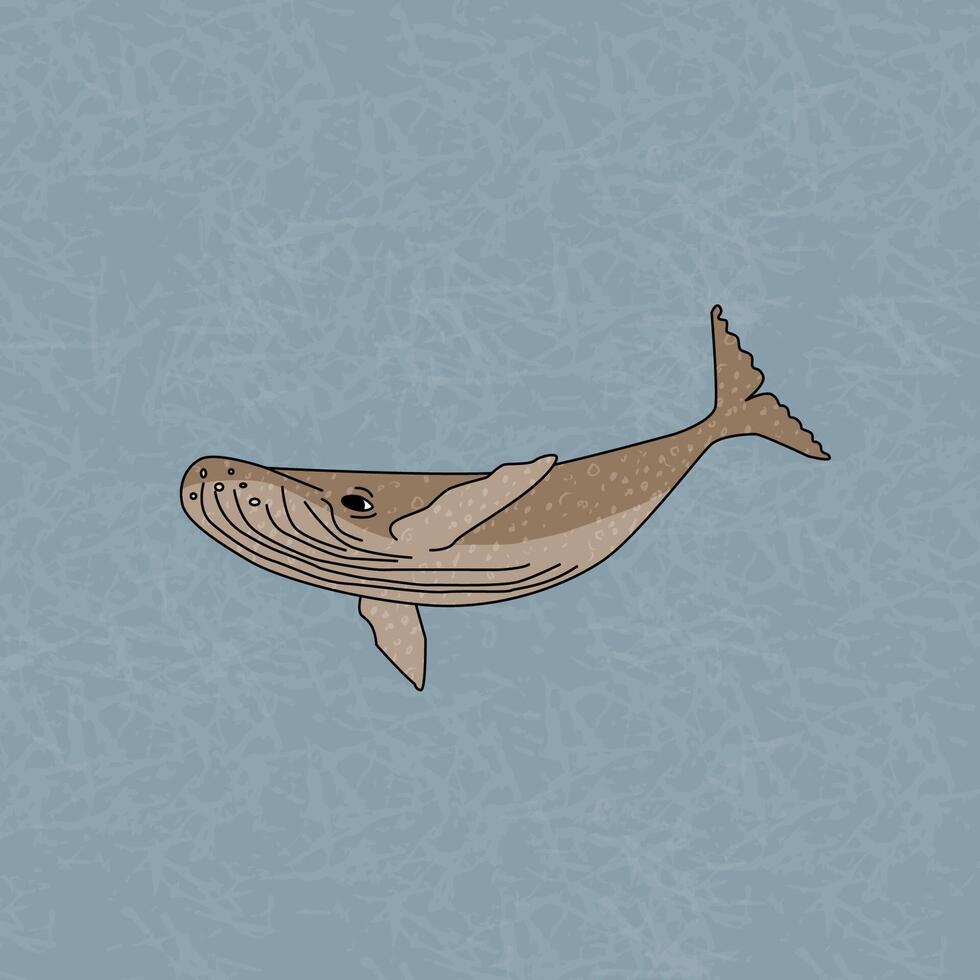 Humpback whale in the ocean. An animal of Antarctica. Cartoon hand drawn outline character with texture vector