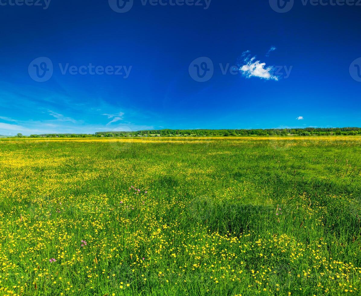 Spring summer background   blooming field meadow photo