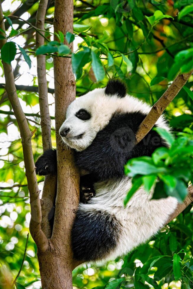 Giant panda bear in China photo