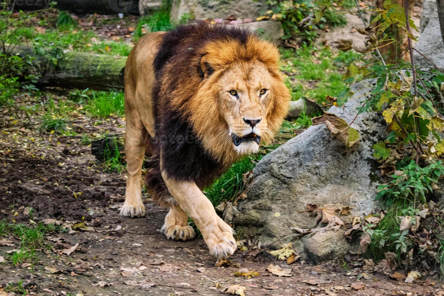 Lion in jungle forest in nature photo