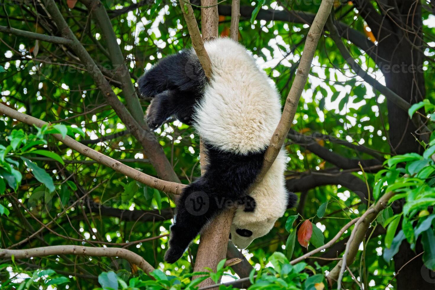 Giant panda bear in China photo