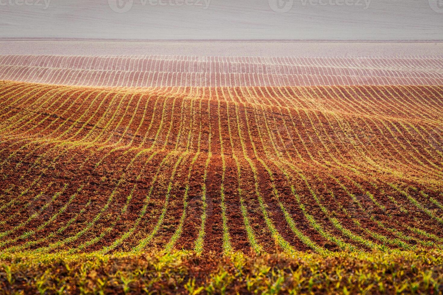 Rolling fields of Moravia photo