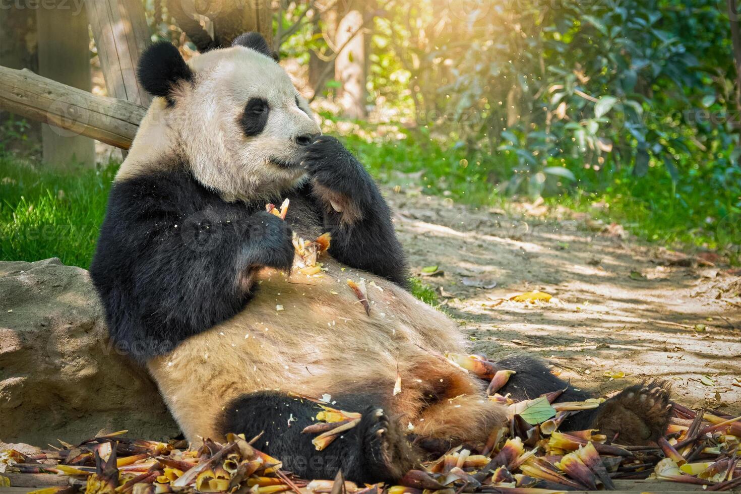 gigante panda oso en China foto