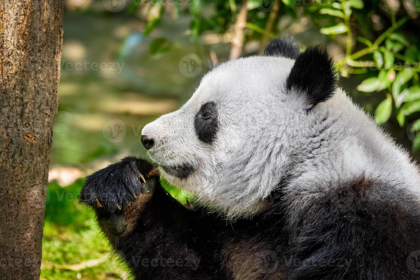 gigante panda oso en China foto