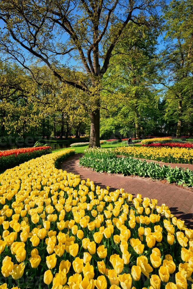 Blooming tulips flowerbeds in Keukenhof flower garden, Netherlan photo