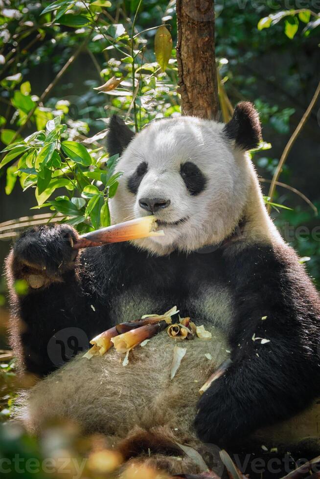 Giant panda bear in China photo