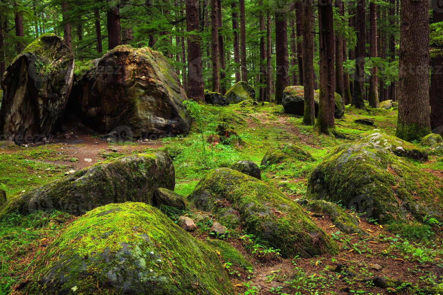 Pine forest with rocks and green moss photo