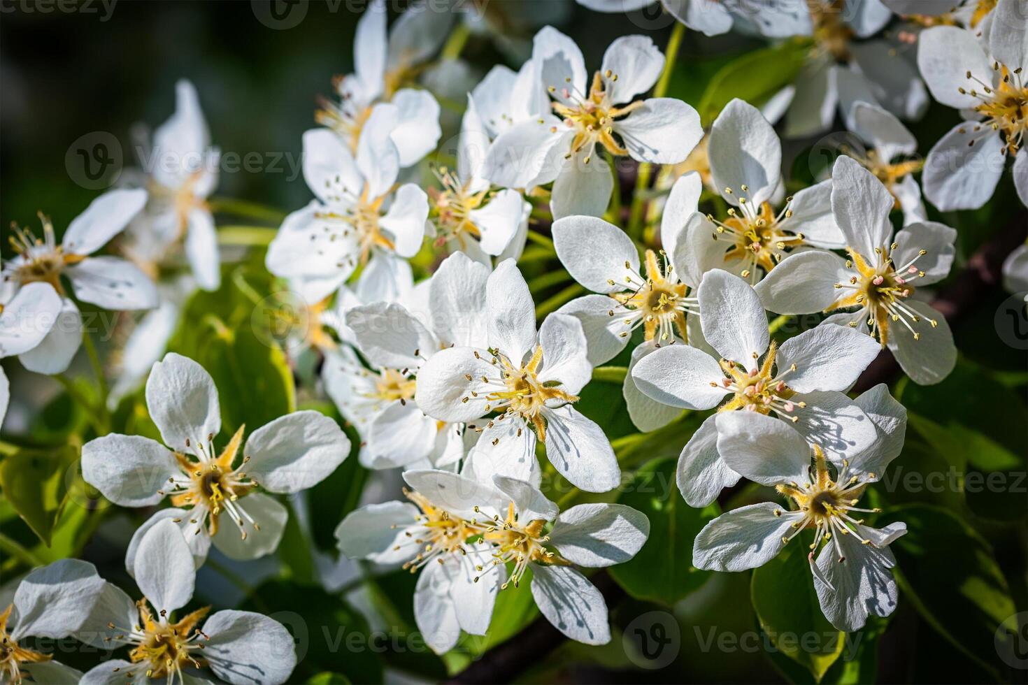 Apple tree blossoming branch photo