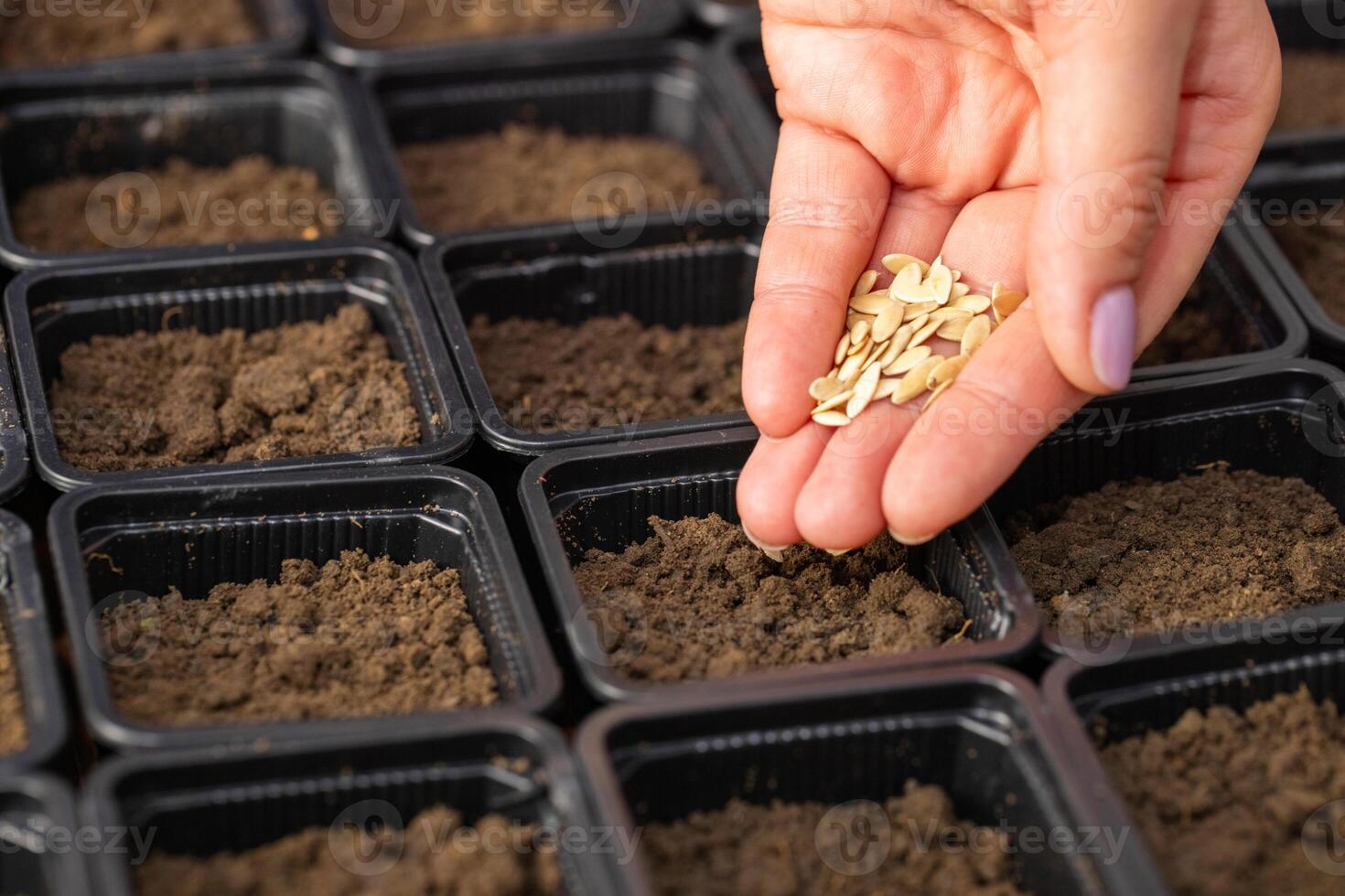 Farmers hand carefully planting vegetable seeds into pots with fertile soil photo