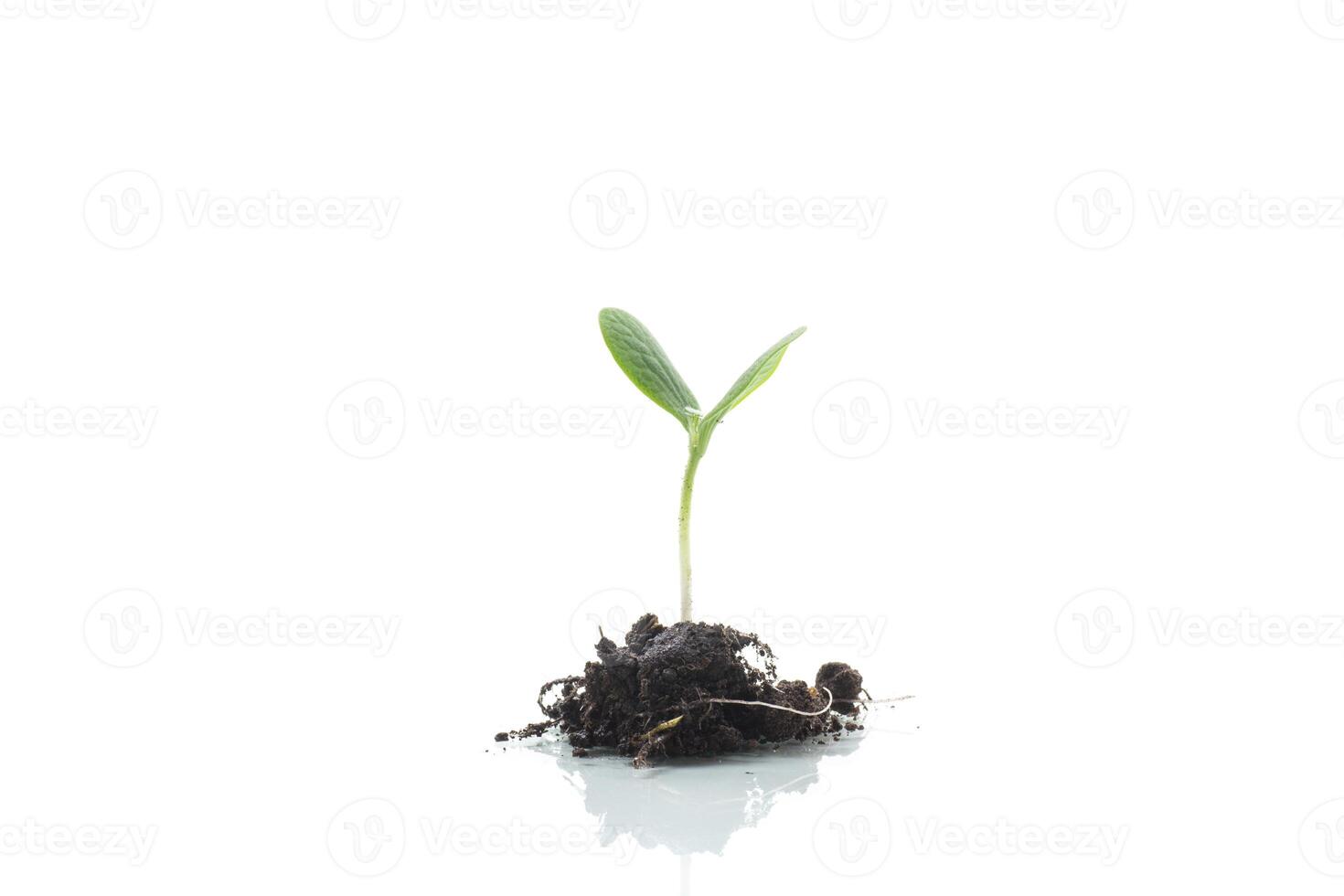 Green sprouts growing from soil on white background photo