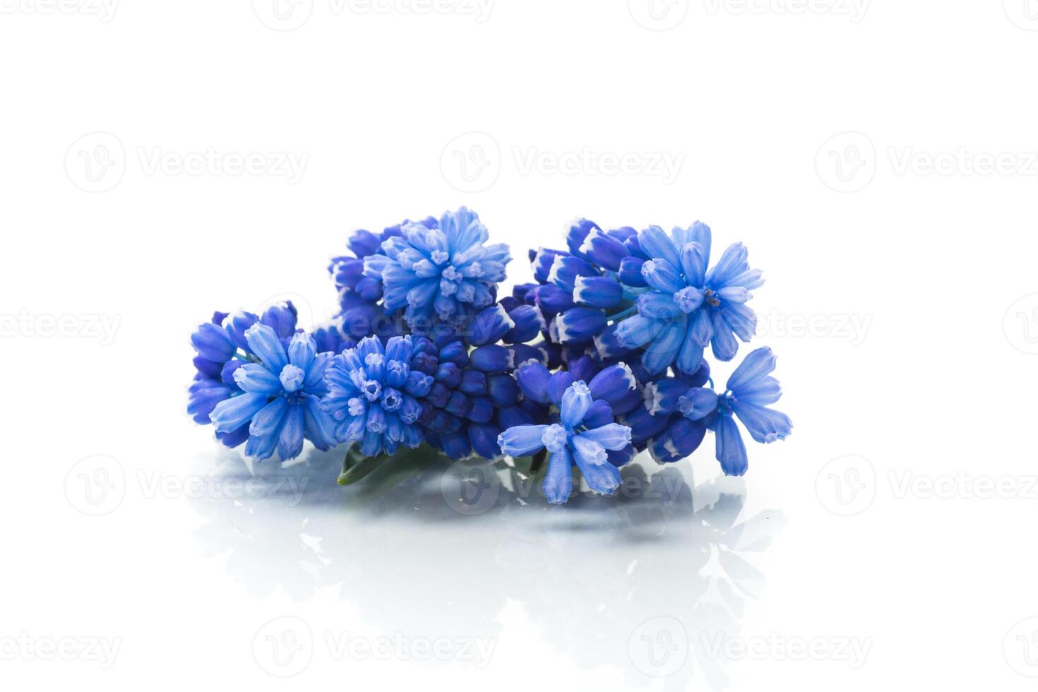 cute spring little colored flowers on white background photo