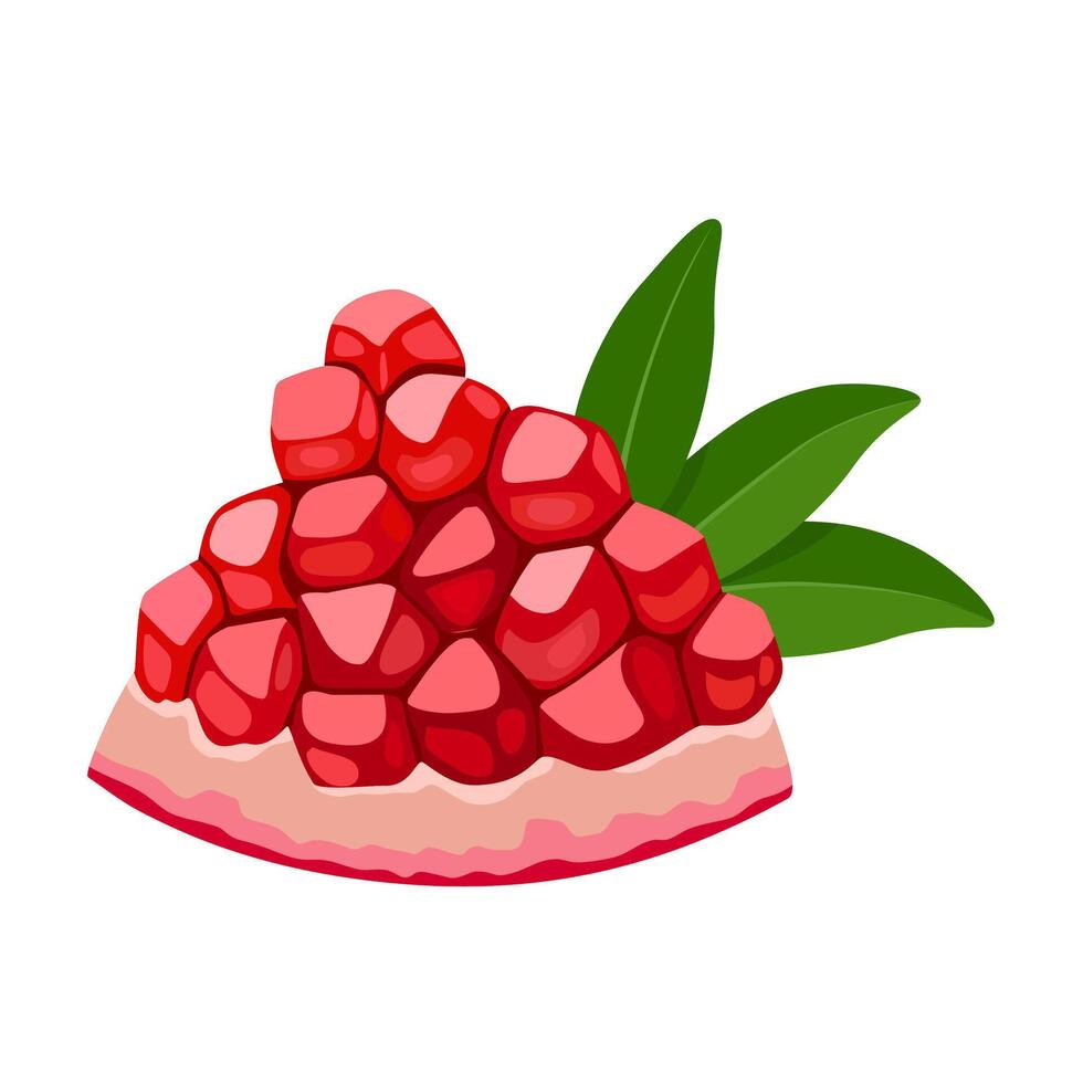 Vector illustration, Ripe pomegranate fruit, scientific name Punica granatum, isolated on white background.