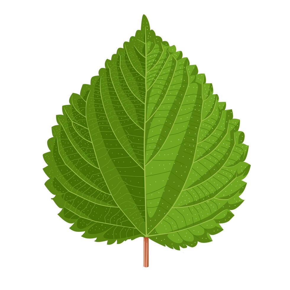 Vector illustration, Urtica dioica also known as nettle, isolated on white background.