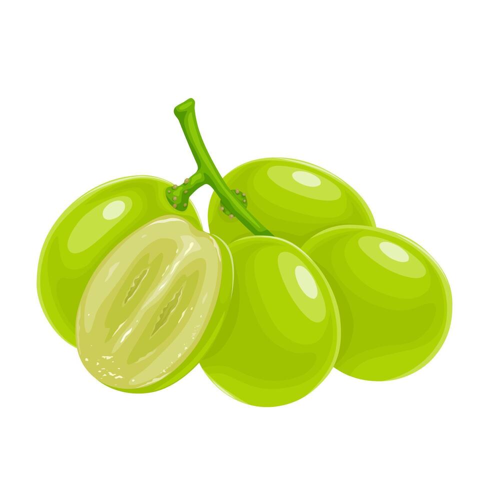 Vector illustration, muscat grapes, isolated white background.