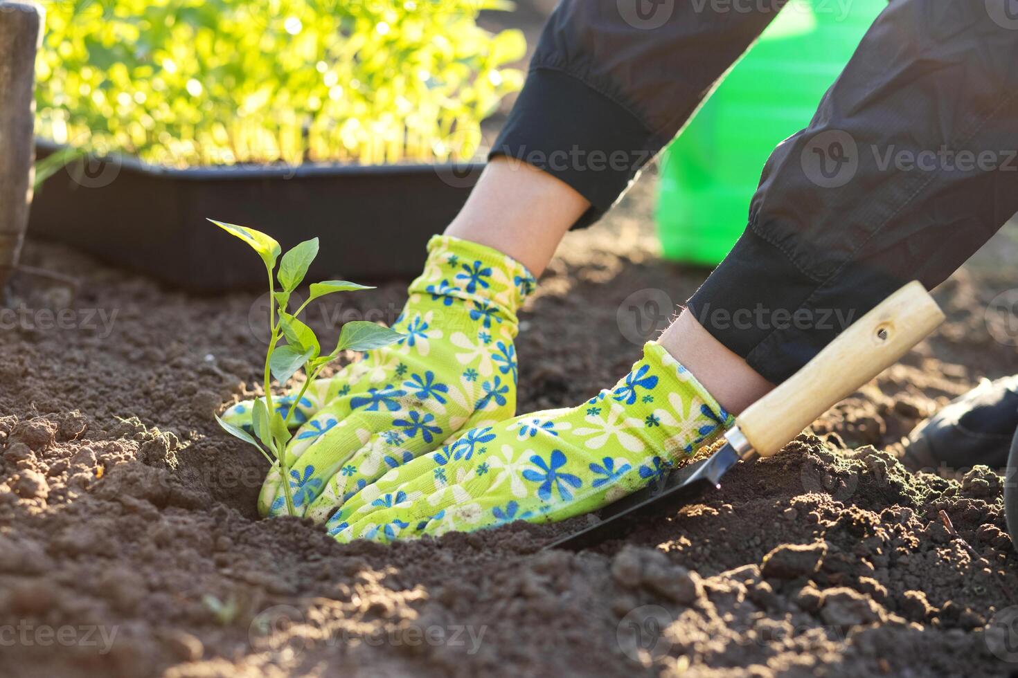 Female farmer hands planting to soil seedling in the vegetable garden photo