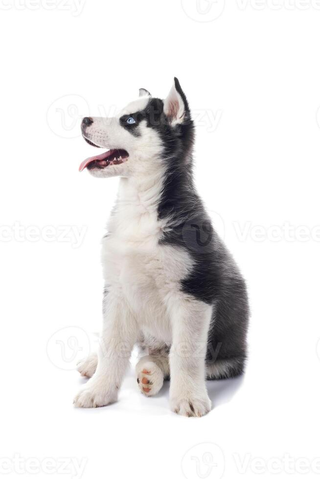 Interesting playful little Siberian Husky puppy with blue eyes, looking up photo