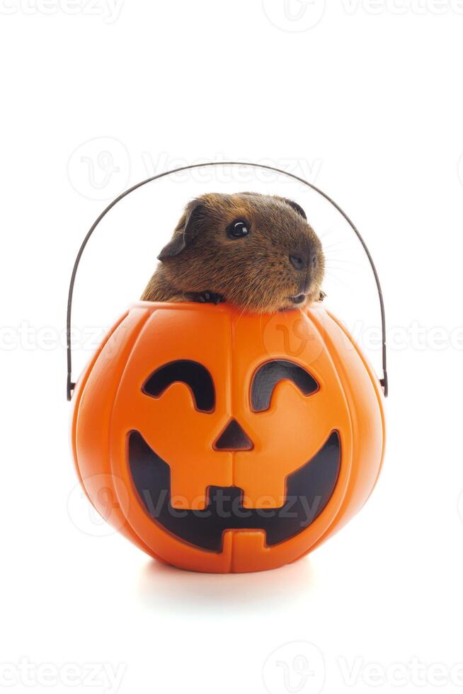 Guinea pig sitting in Halloween trick or treat bucket on white background photo