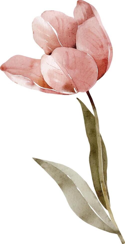 Pink delicate tulip, vector watercolor.