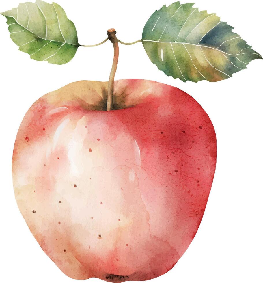 red apple, vector watercolor.