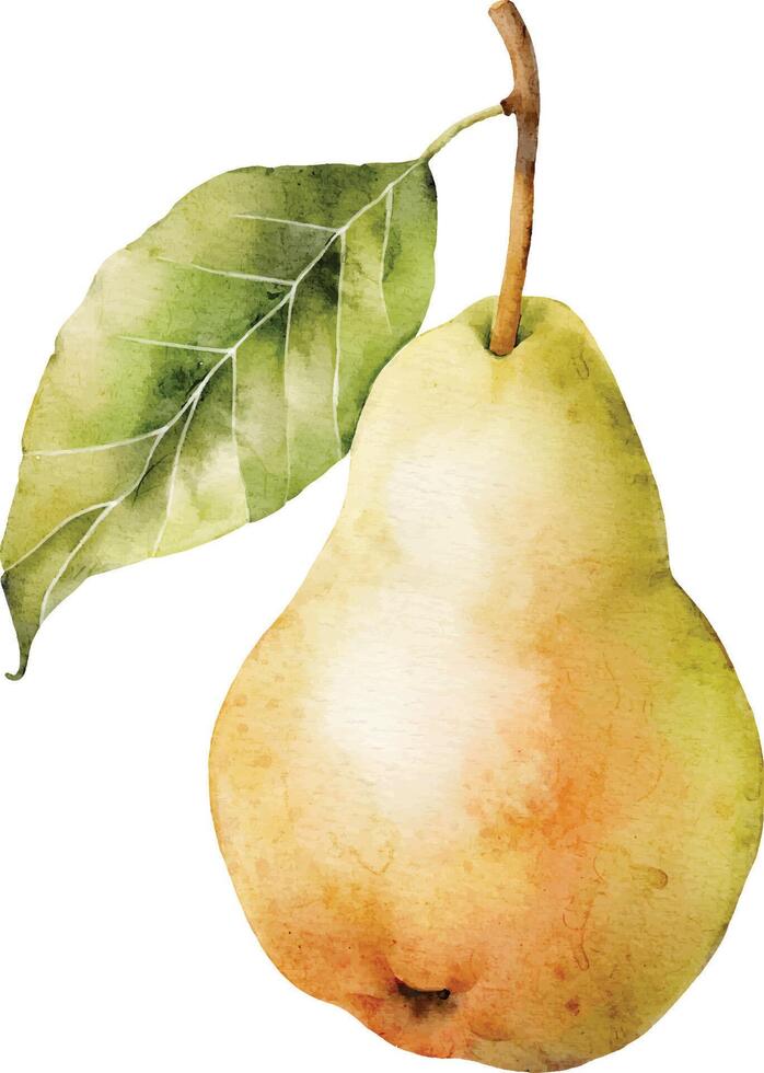 Fruit yellow pear, vector watercolor.