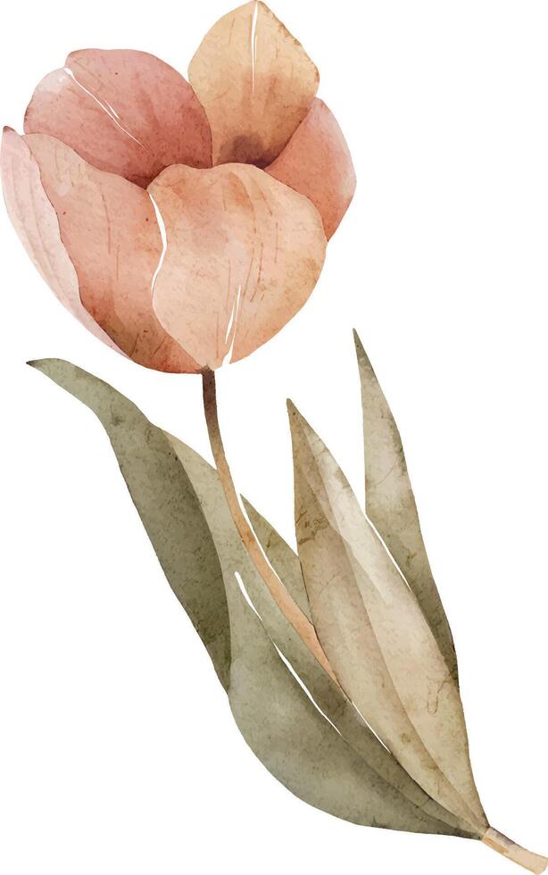 rosado delicado tulipán, vector acuarela.