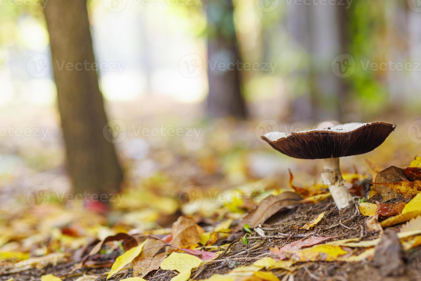 seta en otoño bosque con hojas.salvajes seta en otoño hora en el bosque foto