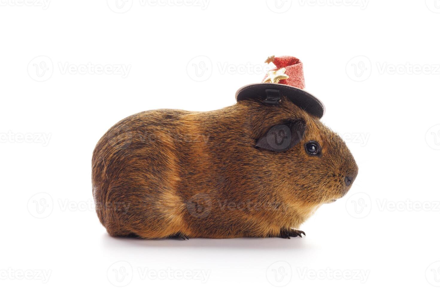 Guinea pig in a witch's hat isolated on white background photo