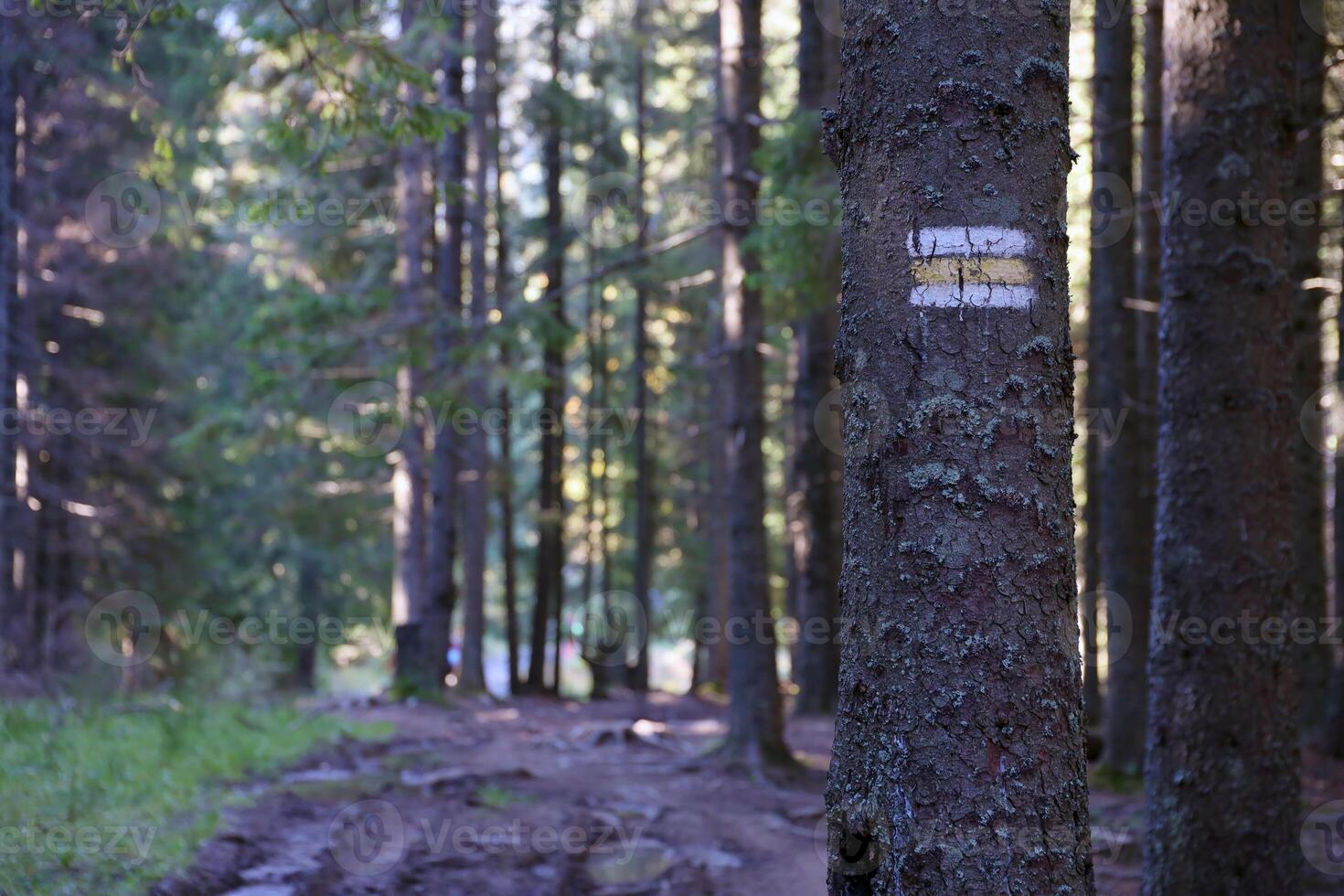 Walking trail background. Yellow and white forest path on brown tree trunk. Guide sign made with paint on hiking trail. Symbol points right way to go photo