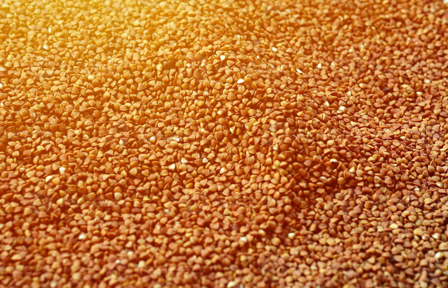 textura de fondo de una gran pila de trigo sarraceno. muchos granos de trigo sarraceno de cerca a la luz del día foto