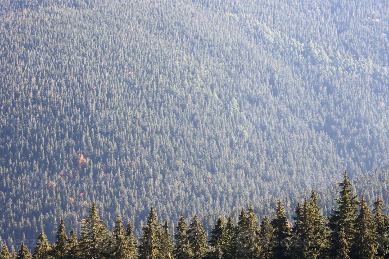 Hilly mountains terrain with fir trees and rough relief. Coniferous forest in the foreground. Tourism, travel photo