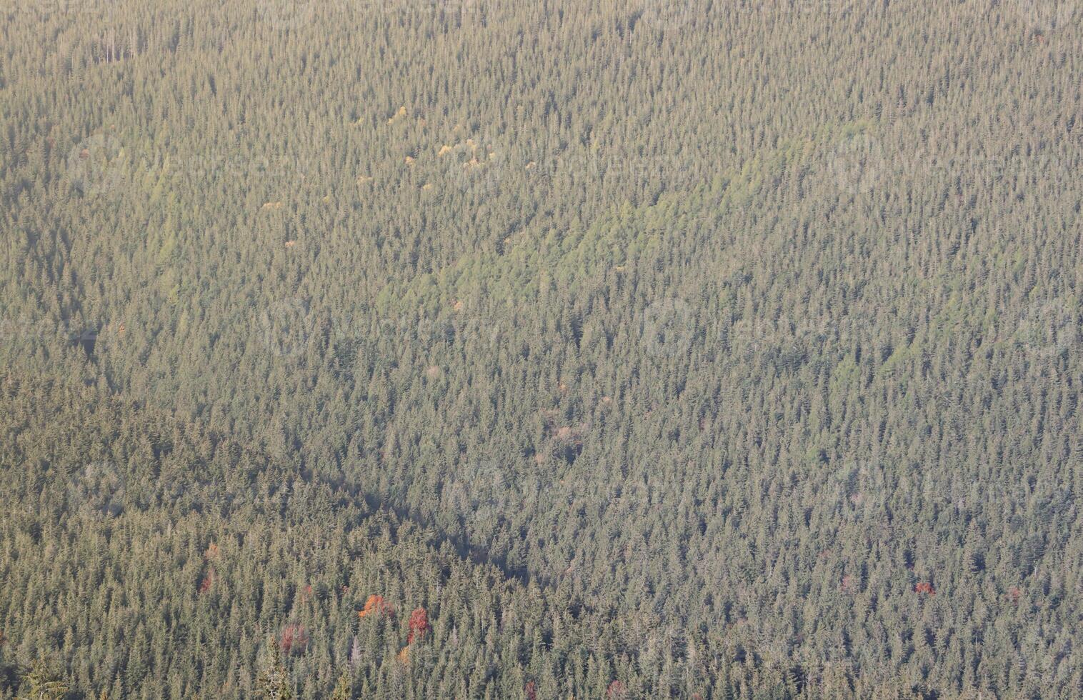 Hilly mountains terrain with fir trees and rough relief. Coniferous forest in the foreground. Tourism, travel photo
