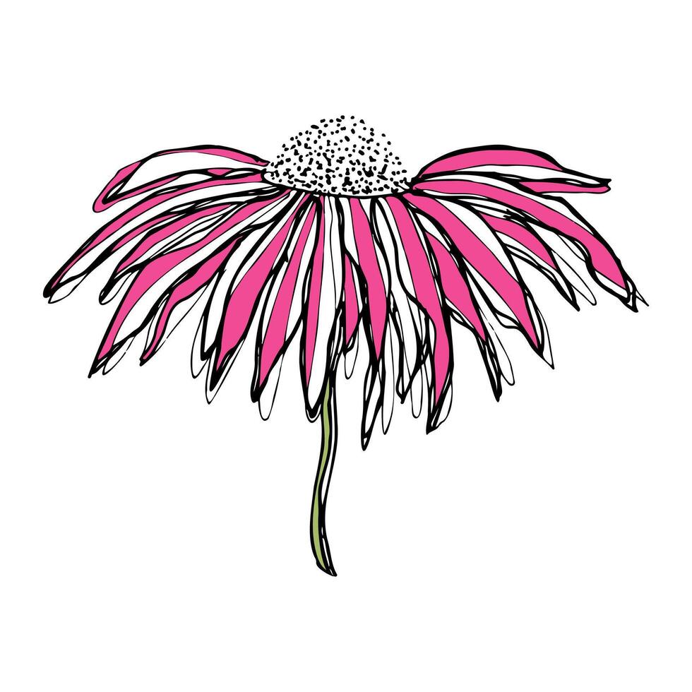 Pink Echinacea flower, hand drawn doodle stylized, Coneflower illustration on white. vector