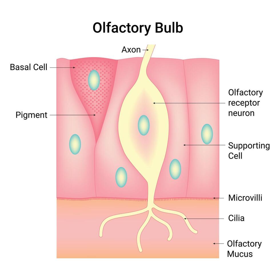 Olfactory Bulb Science Design Vector Illustration Diagram