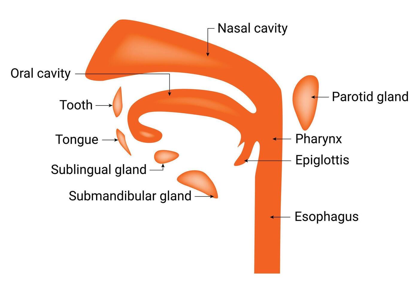 Parotid Gland Esophagus Science Design Vector Illustration