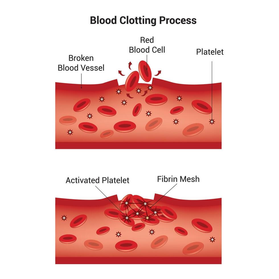 Blood Clotting Process Science Design Vector Illustration Diagram