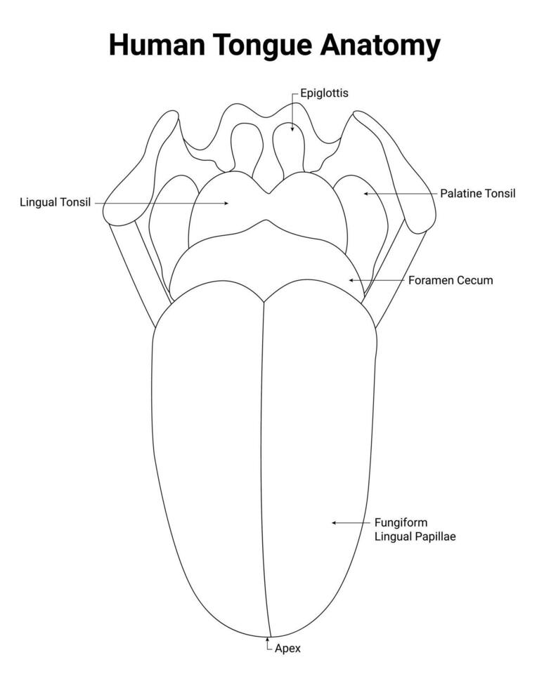 Human Tongue Anatomy Science Design Vector Illustration Diagram