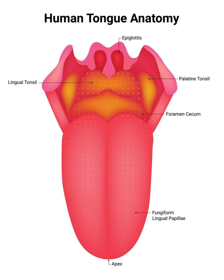 Human Tongue Anatomy Science Design Vector Illustration Diagram